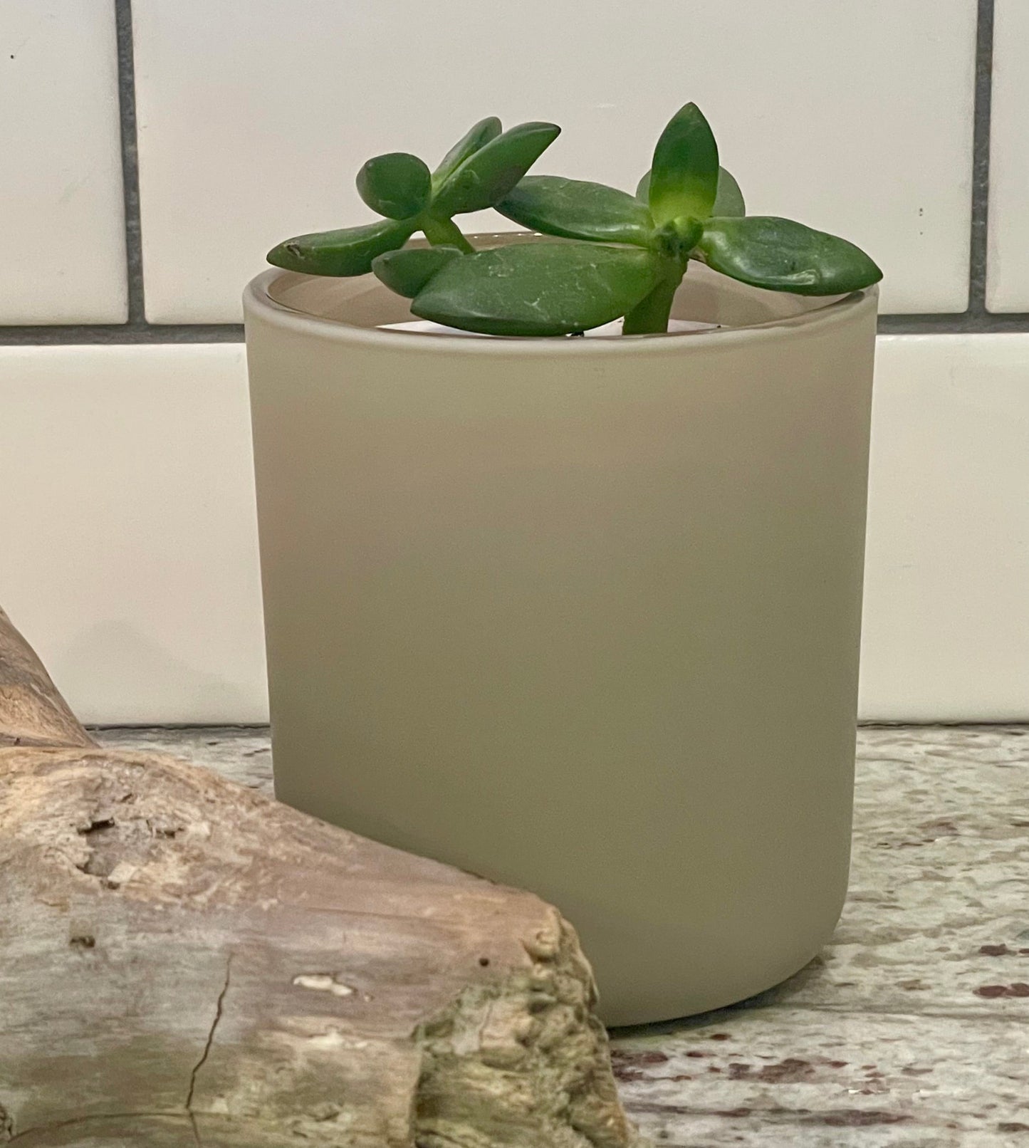 Coastal (Agave+Sea Salt+Driftwood+Moss) - Mar-Lo's Handmade